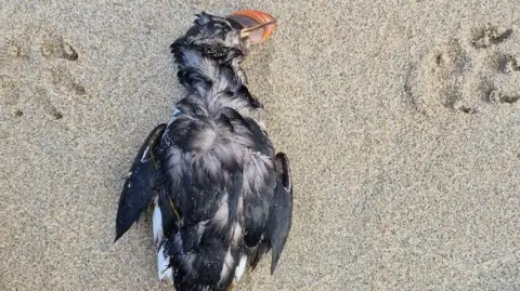 A lifeless, dead puffin is seen on a sandy beach from above. Its feathers are ruffled so both white feathers underneath the black top coat are seen.  